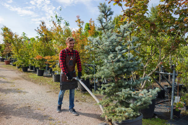 Tree Care Services